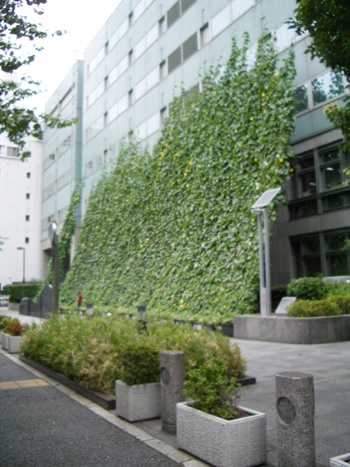 20110729区役所緑のカーテン.jpg